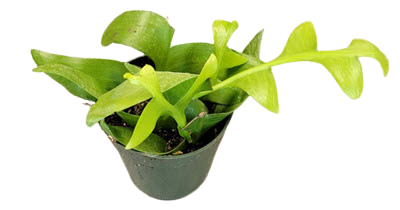 Shark's Tooth Orchid Cactus